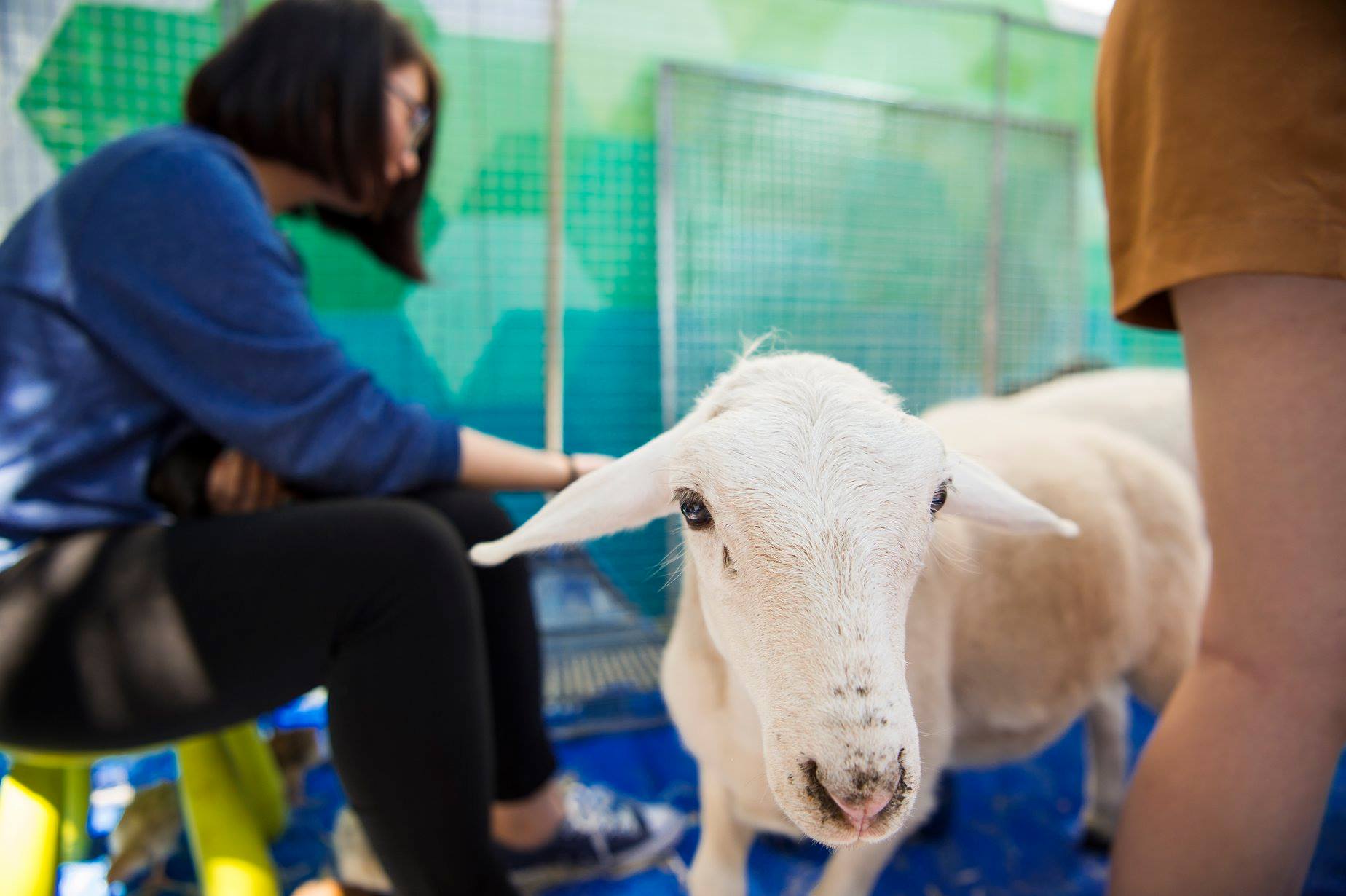 PETA urges UniSA to stop using animals in campus events