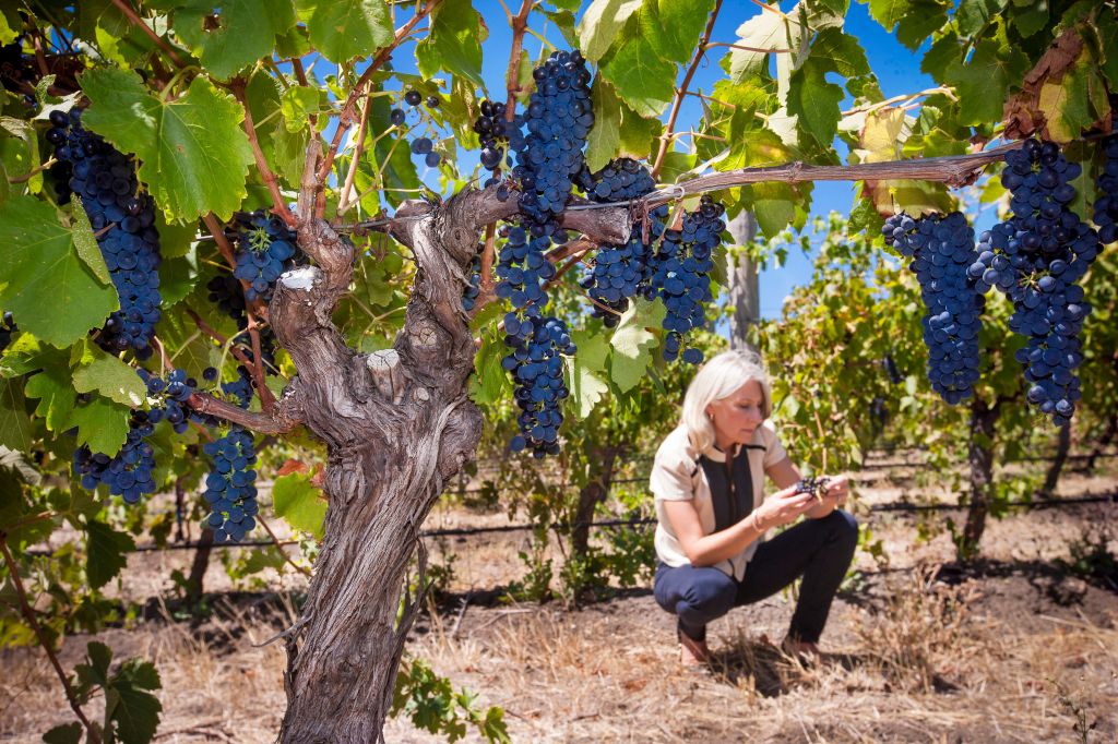 South Australian women in wine pushing boundaries in a male-dominated&nbsp;industry