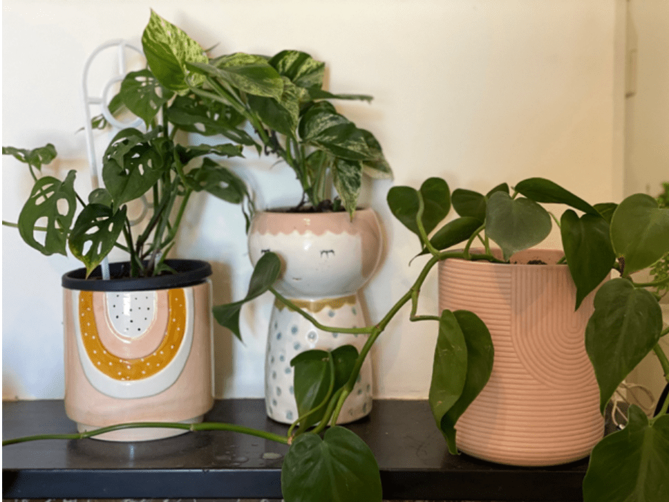 What is with the Monstera&nbsp;hysteria?