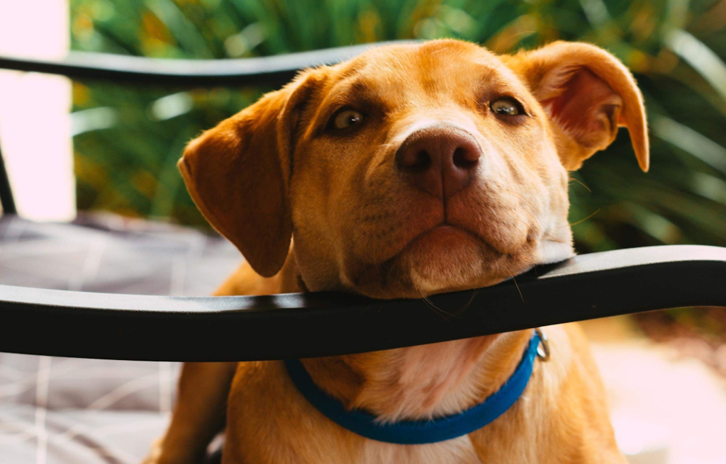 Why now is the perfect time to commit to adopting a&nbsp;pet