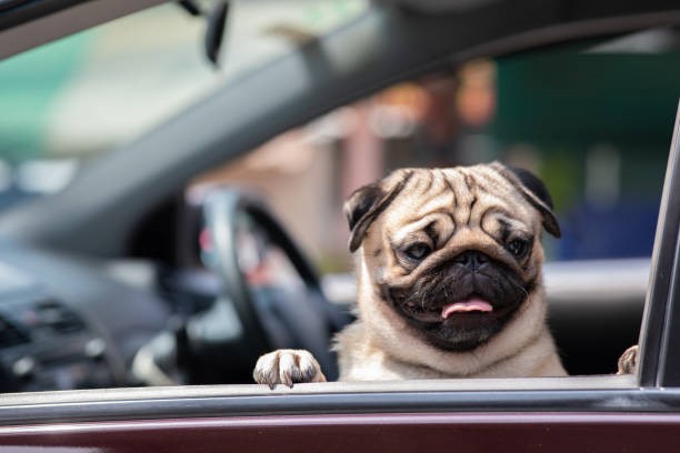 Adelaide’s pets set for a paw-fect ride along with owners