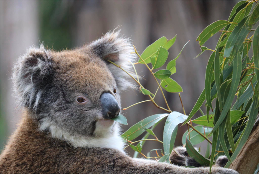 Adelaide researcher uncovers hidden secret about koalas