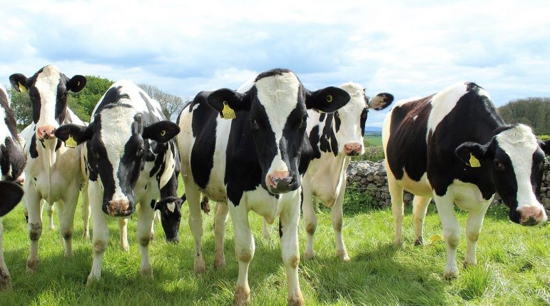 The Australian dairy industry continues to thrive, despite COVID-19 challenges