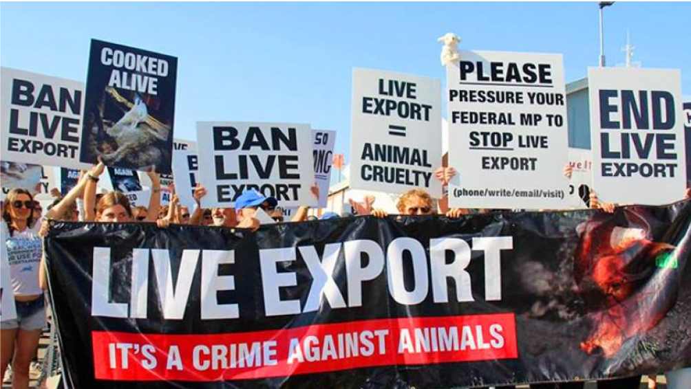 Is a future without live export possible?