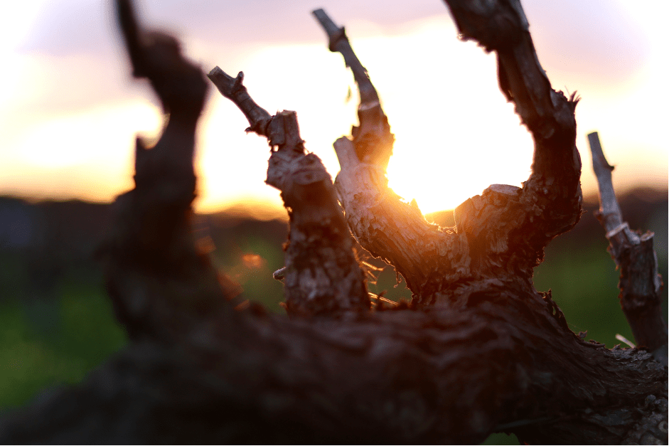 A day in the Barossa to (actually) remember