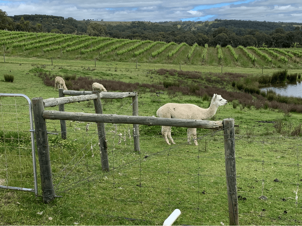 One glass at a time: Deciphering perspectives on McLaren Vale’s organic&nbsp;wine