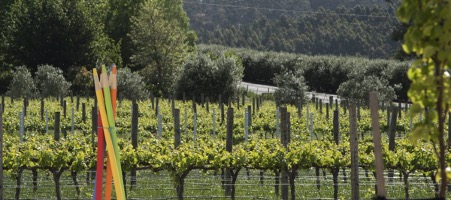 Women driving Woodside: The unassuming industry leaders putting Woodside on the map