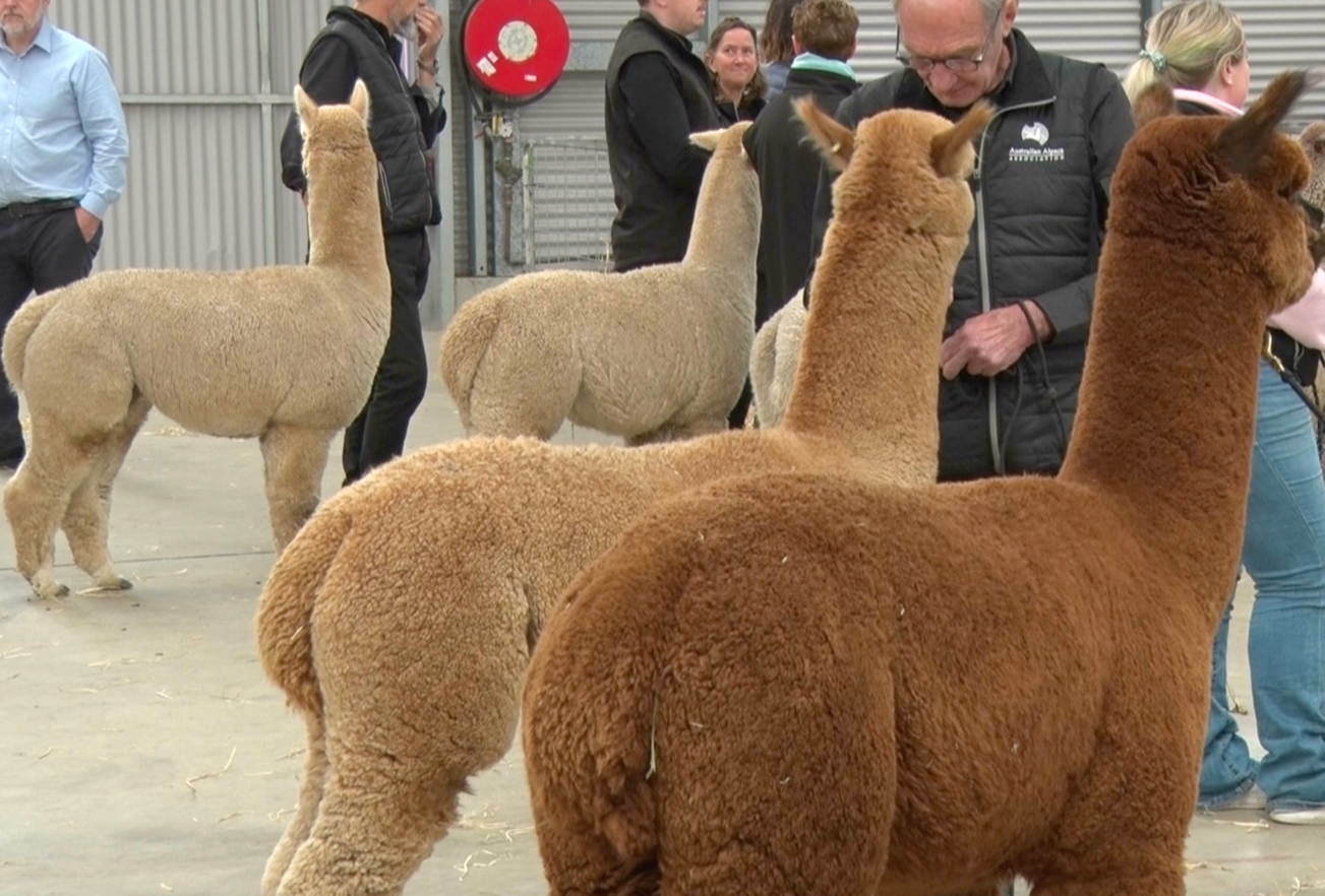 First National Alpaca Show hosted by the Royal Adelaide Show a major success