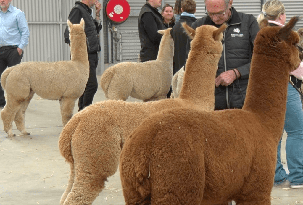First National Alpaca Show hosted by the Royal Adelaide Show a major&nbsp;success
