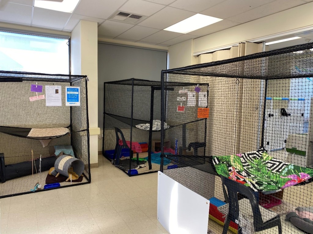 “It’s cull, desex or nothing”: the tough truths about South Australia’s cat&nbsp;crisis