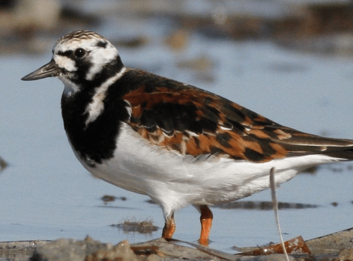Rediscovering the shores: regenerative tourism and the migratory marvels of Adelaide International Bird&nbsp;Sanctuary