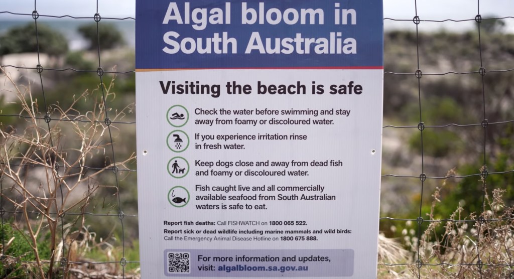 “Fishing in a barrel of nuclear waste”: the complicated media portrayal of SA’s algal&nbsp;bloom