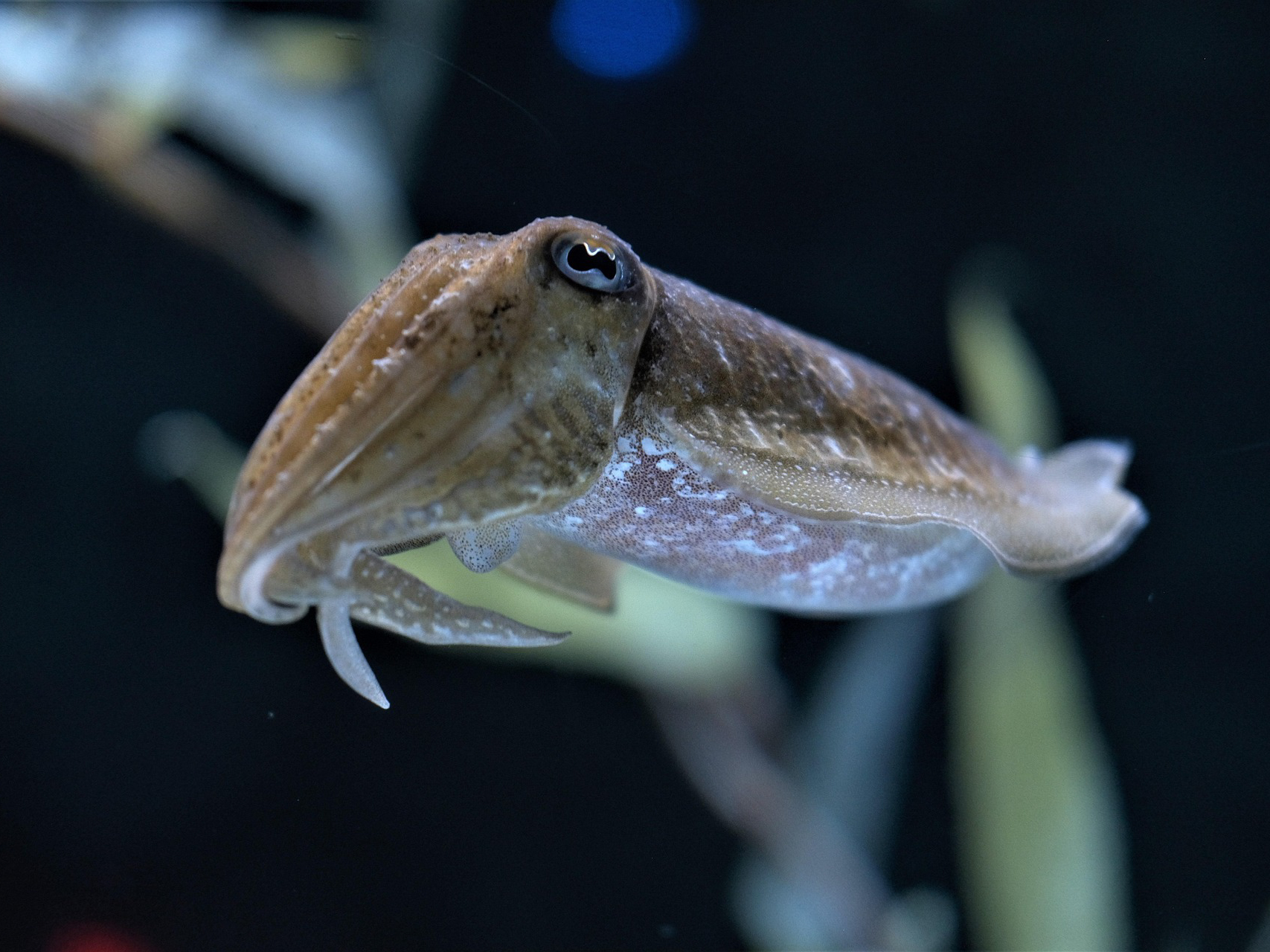 Review: Cuttlefish: Colour & Camouflage